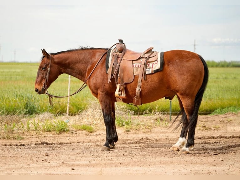 Caballo cuarto de milla Caballo castrado 15 años 150 cm Castaño rojizo in Amarillo, TX