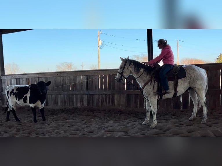 Caballo cuarto de milla Caballo castrado 15 años 150 cm Tordo in Ravenna TX