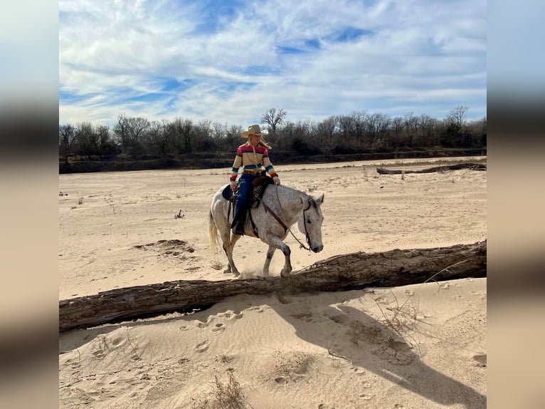 Caballo cuarto de milla Caballo castrado 15 años 150 cm Tordo in Ravenna TX