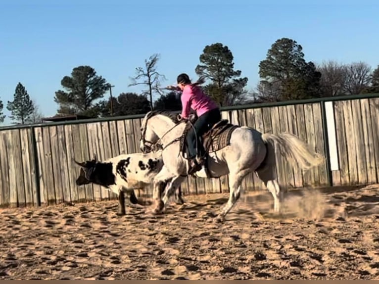 Caballo cuarto de milla Caballo castrado 15 años 150 cm Tordo in Ravenna TX