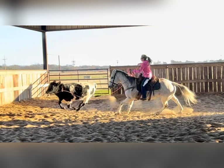 Caballo cuarto de milla Caballo castrado 15 años 150 cm Tordo in Ravenna TX