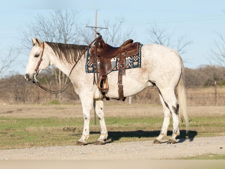 Caballo cuarto de milla Caballo castrado 15 años 150 cm Tordo in Ravenna TX