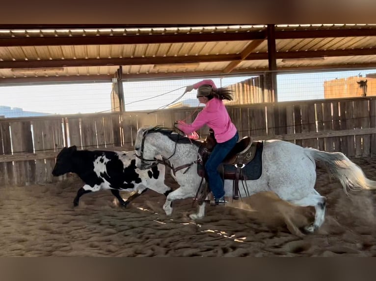 Caballo cuarto de milla Caballo castrado 15 años 150 cm Tordo in Ravenna TX