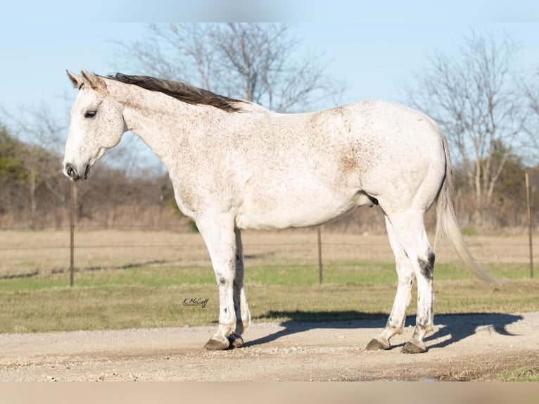 Caballo cuarto de milla Caballo castrado 15 años 150 cm Tordo in Ravenna TX