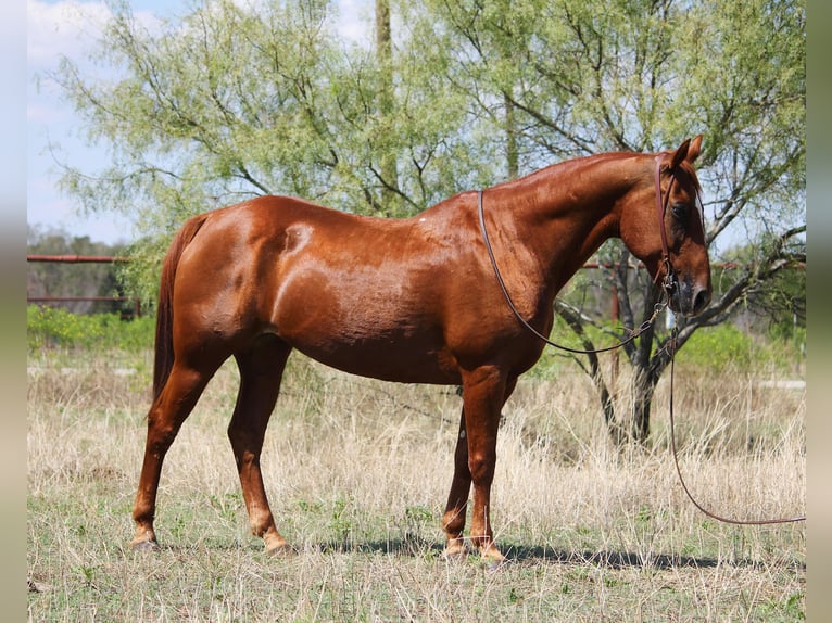 Caballo cuarto de milla Caballo castrado 15 años 152 cm Alazán rojizo in Stephenville TX