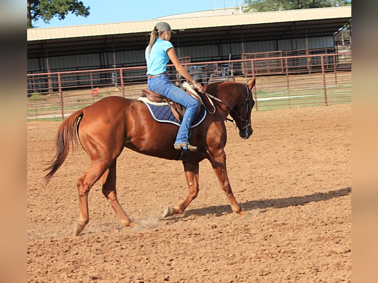 Caballo cuarto de milla Caballo castrado 15 años 152 cm Alazán rojizo in Stephenville TX