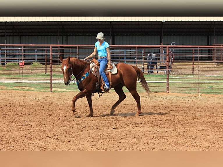 Caballo cuarto de milla Caballo castrado 15 años 152 cm Alazán rojizo in Stephenville TX