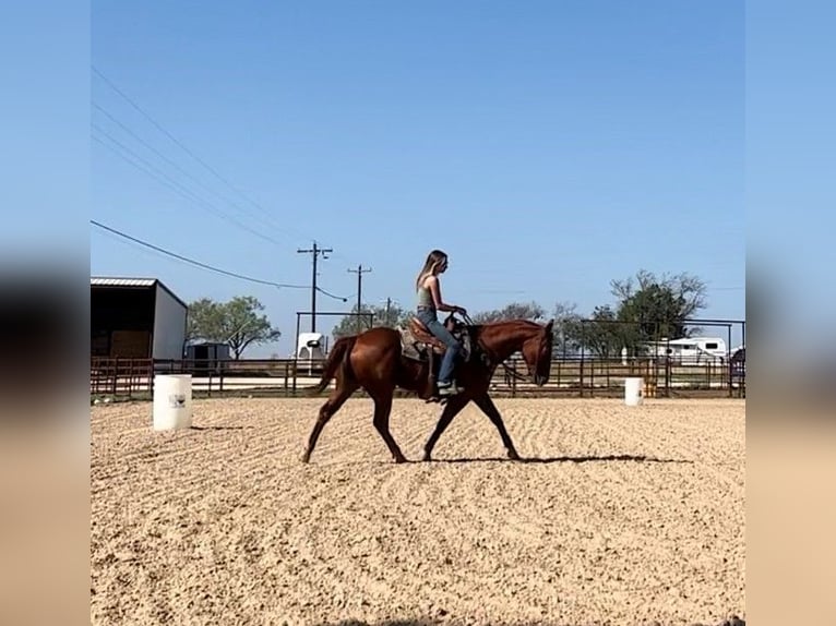 Caballo cuarto de milla Caballo castrado 15 años 152 cm Alazán rojizo in Stephenville TX
