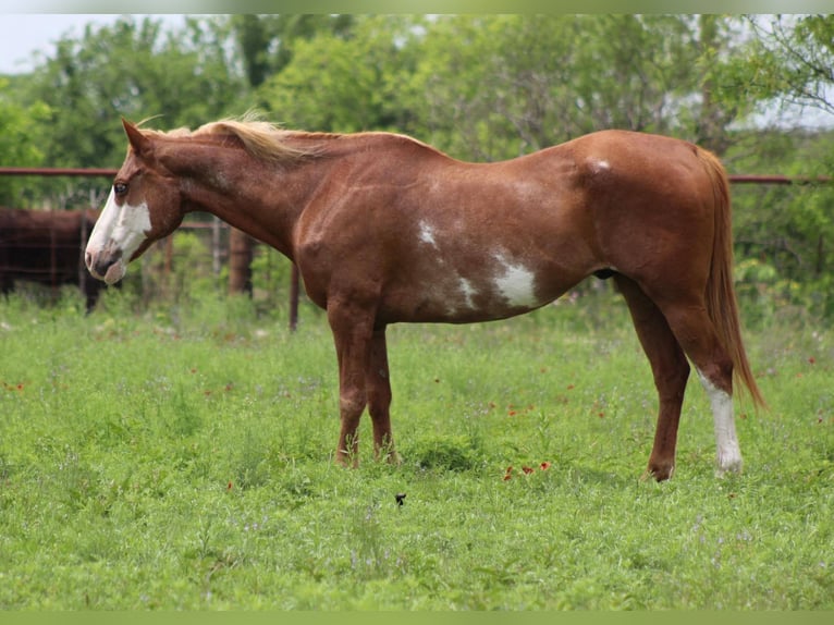Caballo cuarto de milla Caballo castrado 15 años 152 cm Alazán-tostado in Stephenville TX