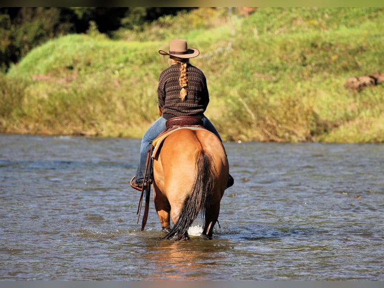Caballo cuarto de milla Caballo castrado 15 años 152 cm Buckskin/Bayo in Clarion