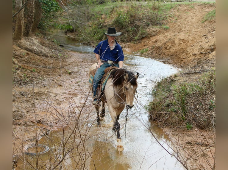 Caballo cuarto de milla Caballo castrado 15 años 152 cm Buckskin/Bayo in Cushing