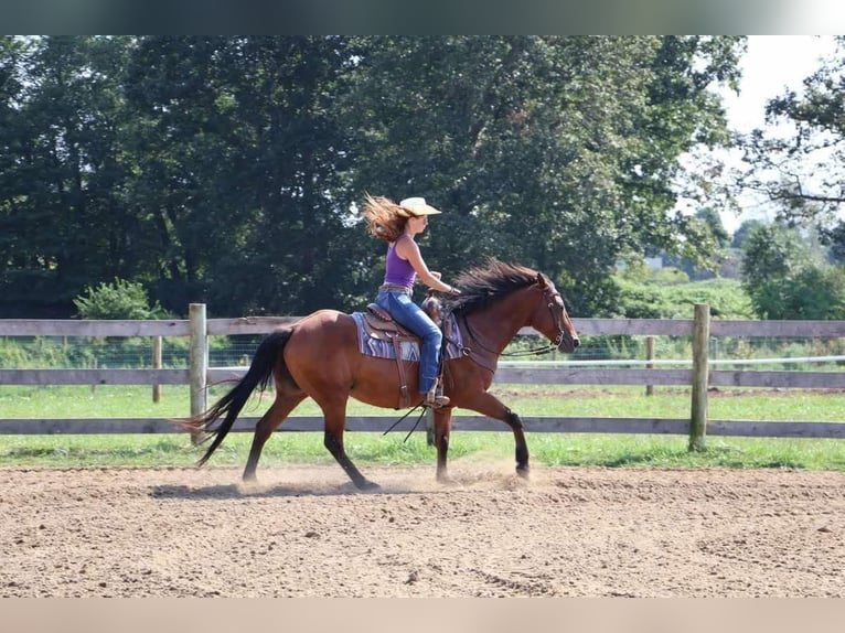 Caballo cuarto de milla Caballo castrado 15 años 152 cm Castaño rojizo in Howell