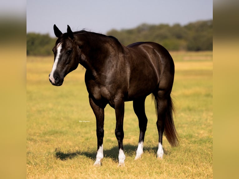 Caballo cuarto de milla Caballo castrado 15 años 152 cm Negro in Weatherford