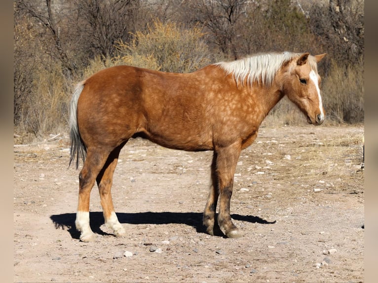 Caballo cuarto de milla Caballo castrado 15 años 152 cm Palomino in Camp Verde AZ