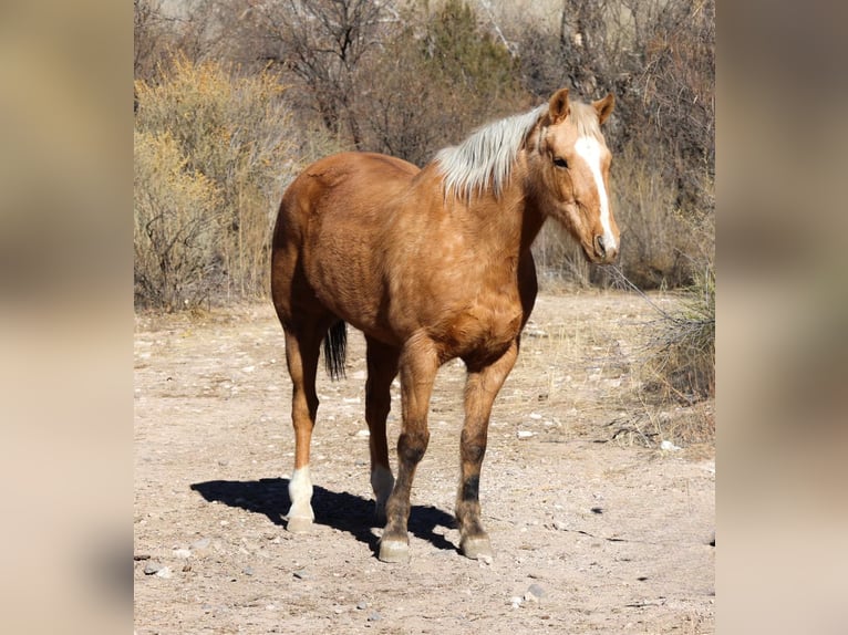 Caballo cuarto de milla Caballo castrado 15 años 152 cm Palomino in Camp Verde AZ