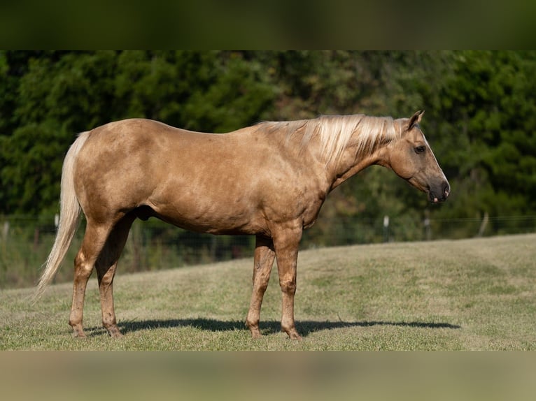 Caballo cuarto de milla Caballo castrado 15 años 152 cm Palomino in Carrollton, MO