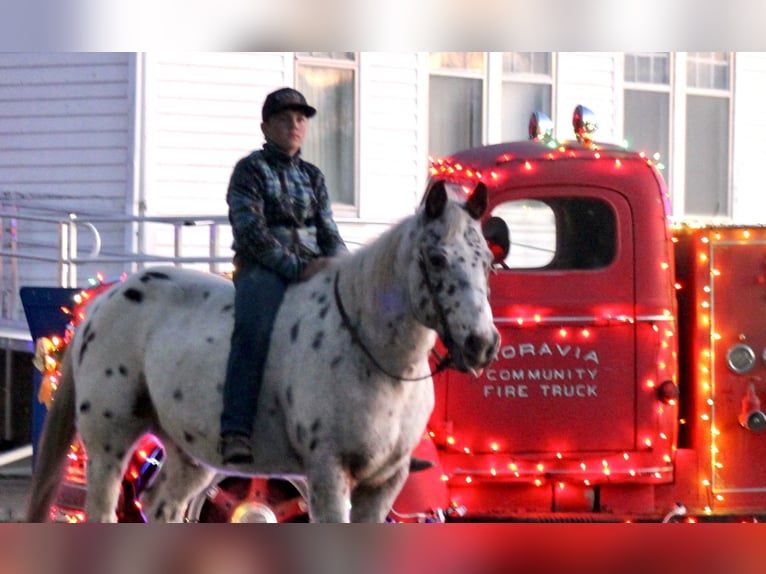 Caballo cuarto de milla Caballo castrado 15 años 152 cm in Plano, IA