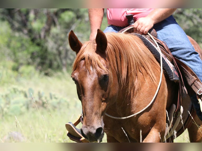Caballo cuarto de milla Caballo castrado 15 años 152 cm Ruano alazán in lipan Tx