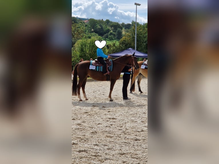 Caballo cuarto de milla Caballo castrado 15 años 154 cm Alazán-tostado in Schönberg