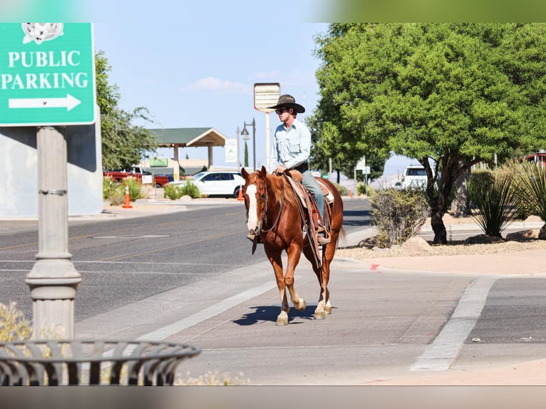 Caballo cuarto de milla Caballo castrado 15 años 155 cm Alazán-tostado in Camp Verde AZ