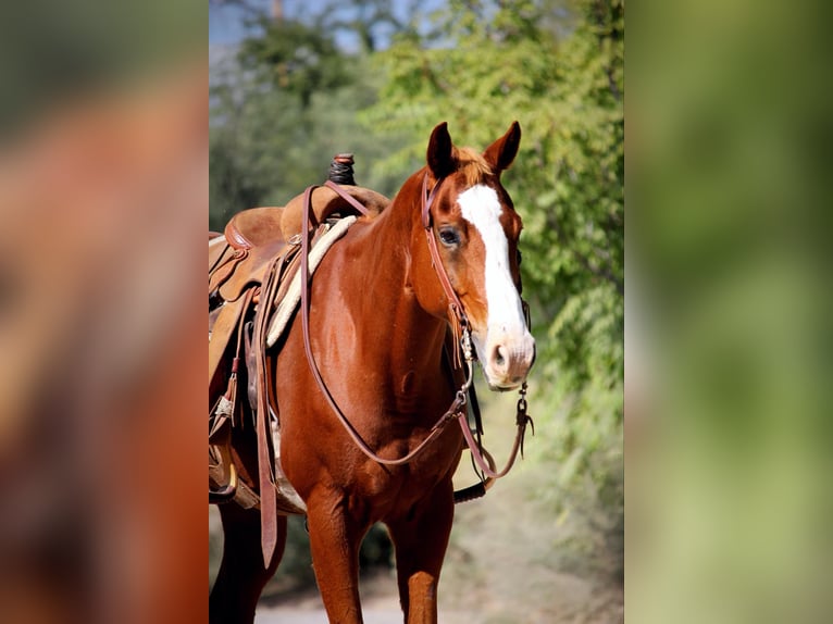 Caballo cuarto de milla Caballo castrado 15 años 155 cm Alazán-tostado in Camp Verde AZ