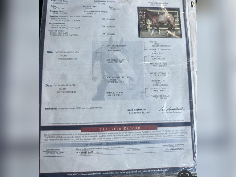 Caballo cuarto de milla Caballo castrado 15 años 155 cm Castaño-ruano in Rusk TX