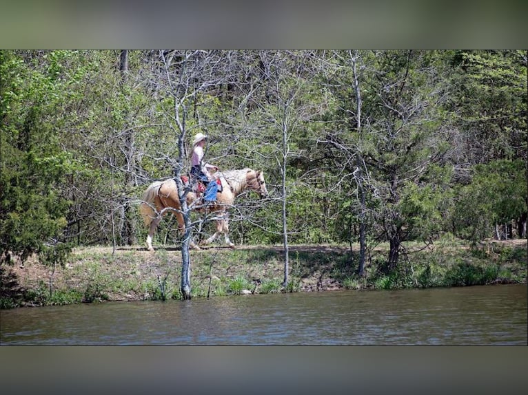 Caballo cuarto de milla Caballo castrado 15 años 155 cm Palomino in Quitman AR