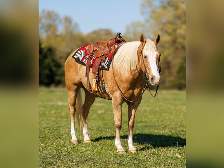 Caballo cuarto de milla Caballo castrado 15 años 155 cm Palomino in Quitman AR