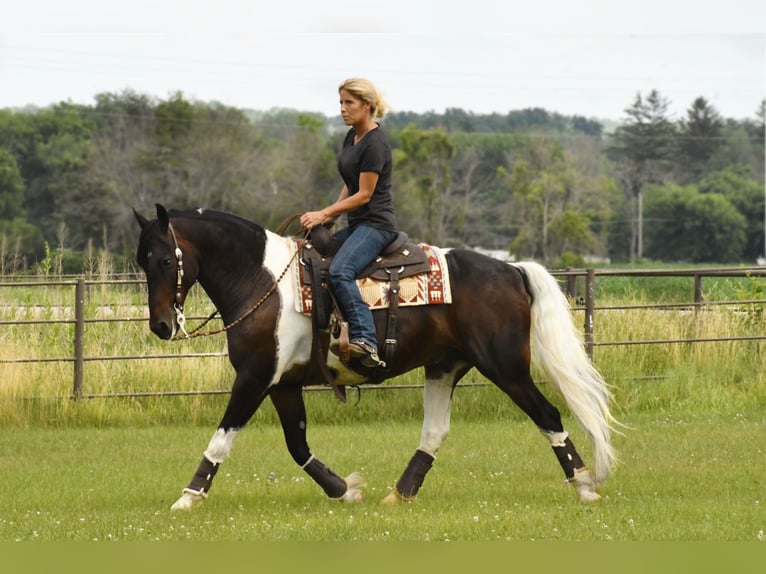 Caballo cuarto de milla Caballo castrado 15 años 155 cm Tobiano-todas las-capas in Oelwein IA