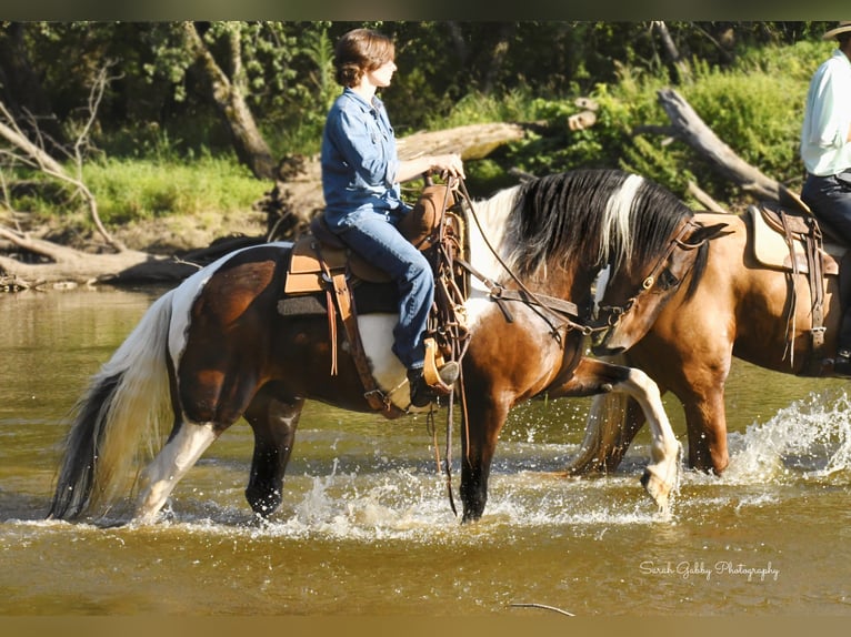 Caballo cuarto de milla Caballo castrado 15 años 155 cm Tobiano-todas las-capas in Oelwein IA