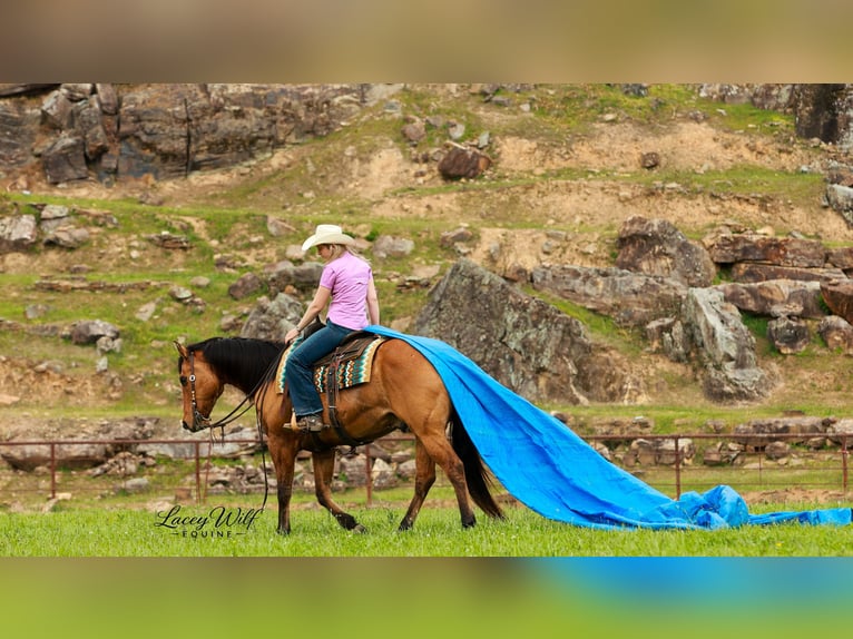 Caballo cuarto de milla Caballo castrado 15 años 157 cm Bayo in Quitman