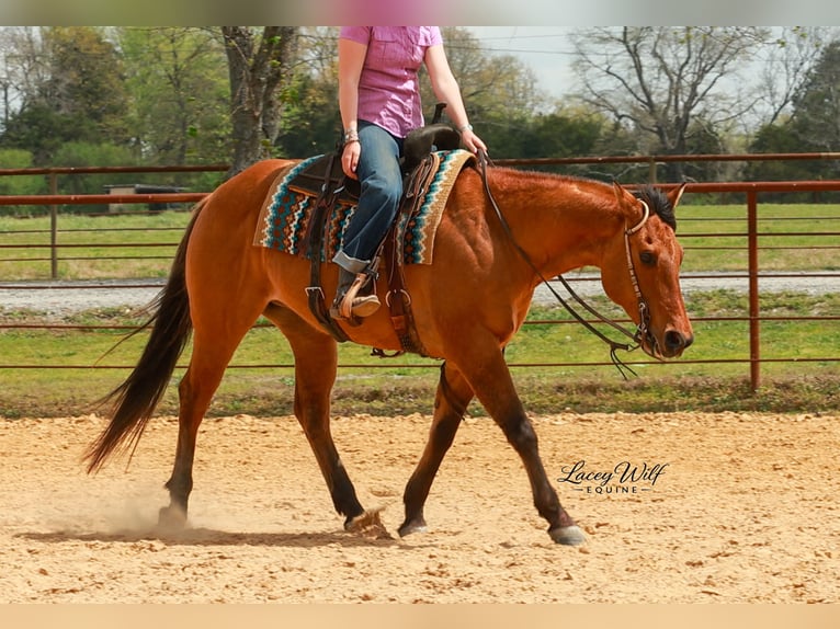 Caballo cuarto de milla Caballo castrado 15 años 157 cm Bayo in Quitman