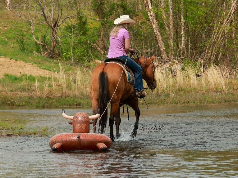 Caballo cuarto de milla Caballo castrado 15 años 157 cm Bayo in Quitman