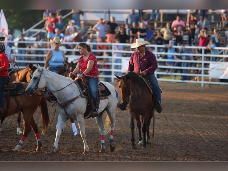 Caballo cuarto de milla Caballo castrado 15 años 157 cm Castaño-ruano in Stephenville TX