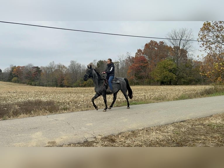 Caballo cuarto de milla Caballo castrado 15 años 157 cm Ruano azulado in Grassy Creek KY
