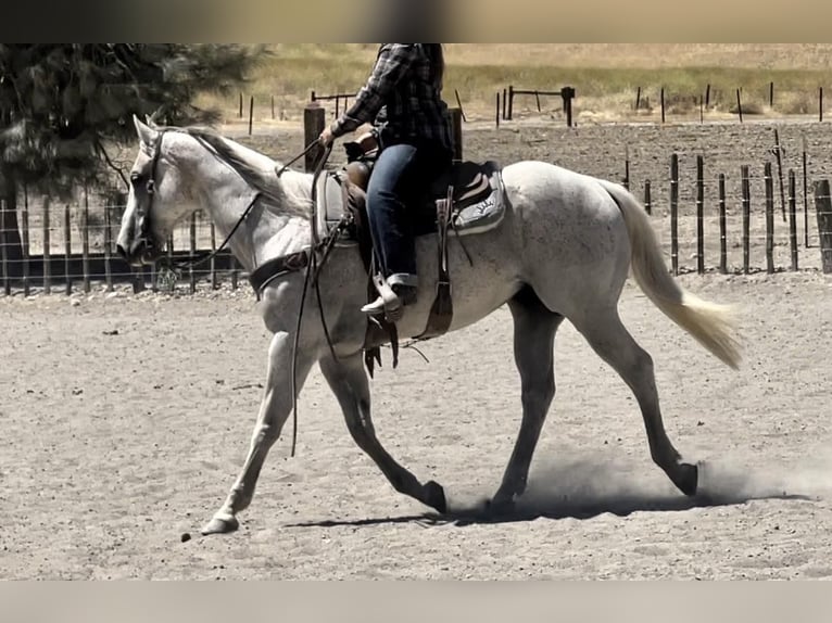 Caballo cuarto de milla Caballo castrado 15 años 157 cm Tordo in Bitterwater, CA