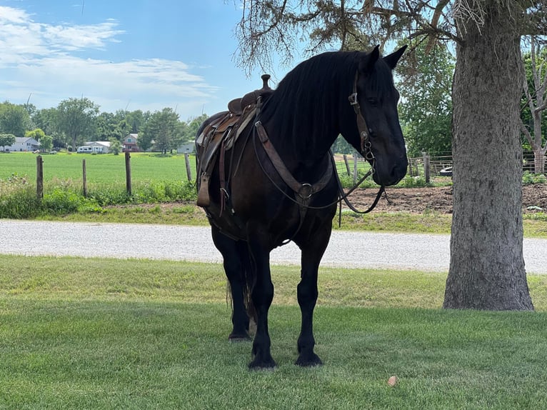 Caballo cuarto de milla Caballo castrado 15 años 165 cm Negro in Zearing Iowa