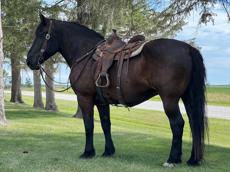 Caballo cuarto de milla Caballo castrado 15 años 165 cm Negro in Zearing Iowa