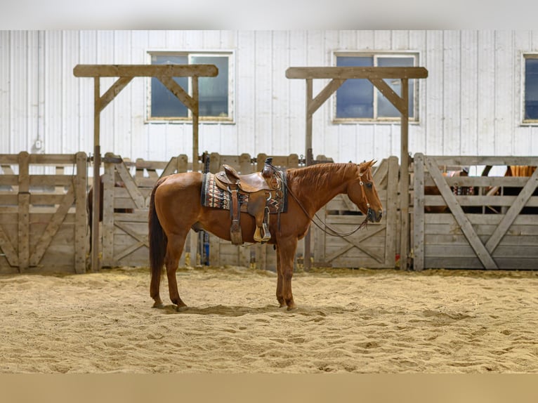 Caballo cuarto de milla Caballo castrado 15 años Alazán rojizo in Cannon Falls