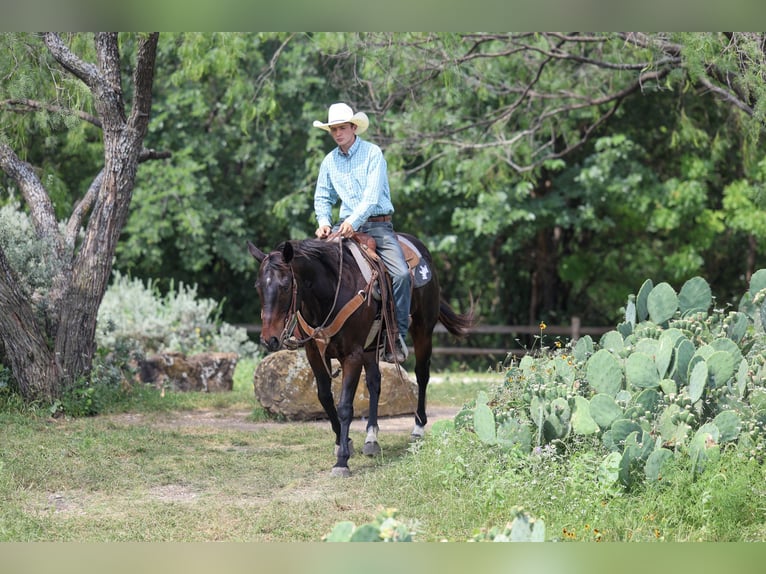Caballo cuarto de milla Caballo castrado 15 años Castaño in Stephenville