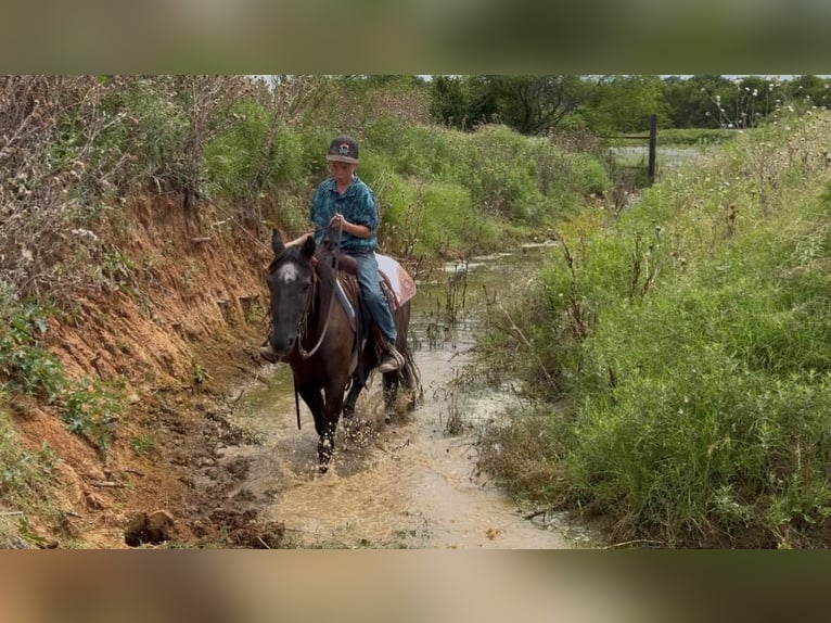 Caballo cuarto de milla Caballo castrado 15 años Negro in Stephenville, TX