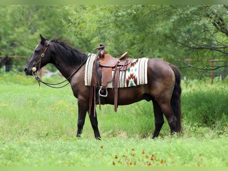 Caballo cuarto de milla Caballo castrado 15 años Negro in Stephenville, TX
