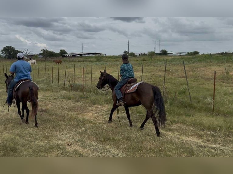 Caballo cuarto de milla Caballo castrado 15 años Negro in Stephenville, TX