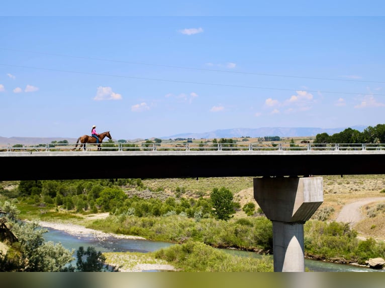 Caballo cuarto de milla Caballo castrado 15 años Ruano alazán in Cody WY