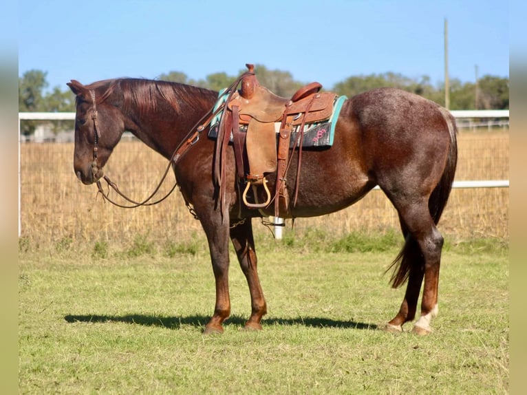 Caballo cuarto de milla Caballo castrado 15 años Ruano alazán in Cody WY