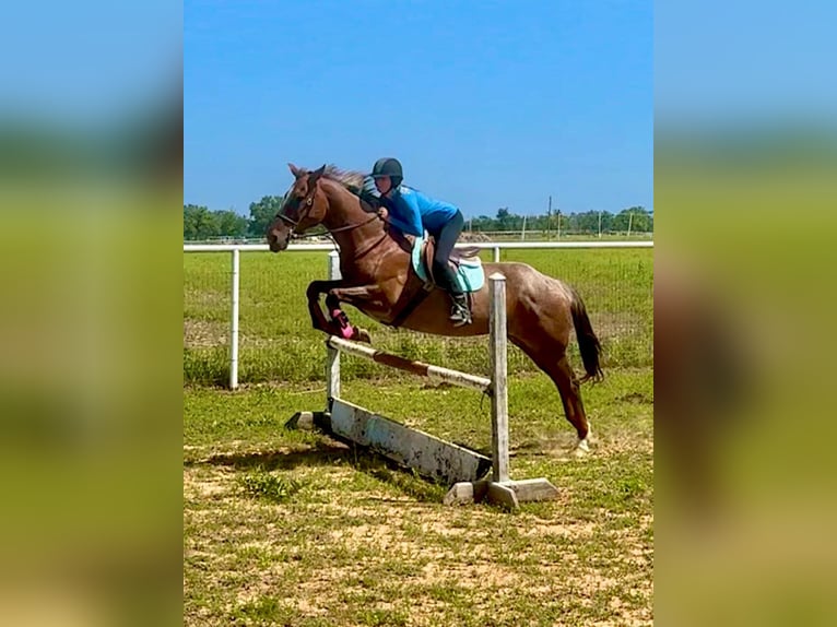 Caballo cuarto de milla Caballo castrado 15 años Ruano alazán in Stephenville TX