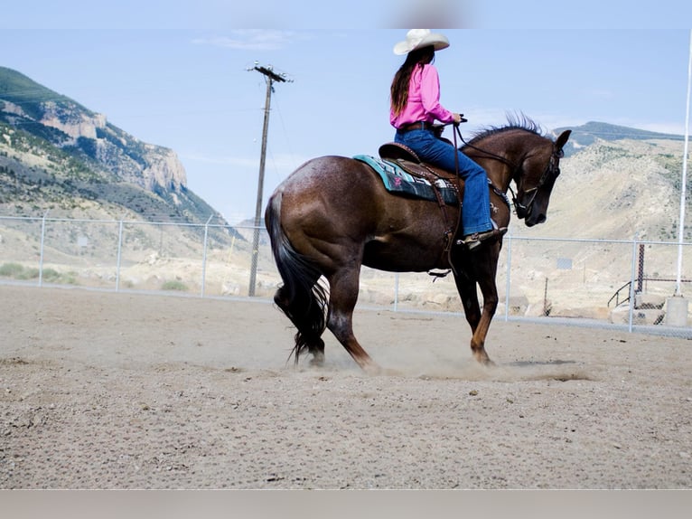 Caballo cuarto de milla Caballo castrado 15 años Ruano alazán in Stephenville TX