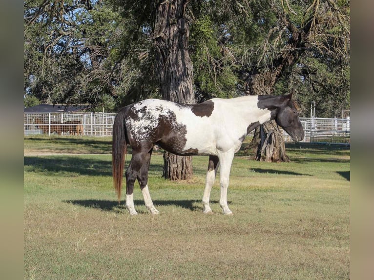 Caballo cuarto de milla Caballo castrado 15 años Tobiano-todas las-capas in Stephenville TX
