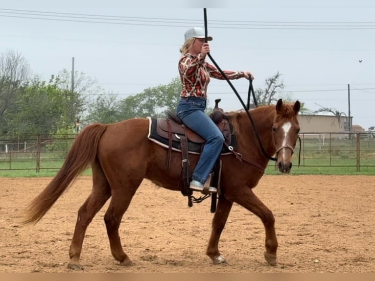 Caballo cuarto de milla Caballo castrado 16 años 145 cm Alazán rojizo in Weatherford TX