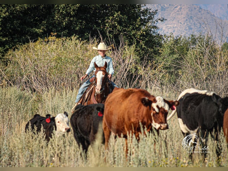 Caballo cuarto de milla Caballo castrado 16 años 145 cm Alazán rojizo in Cody